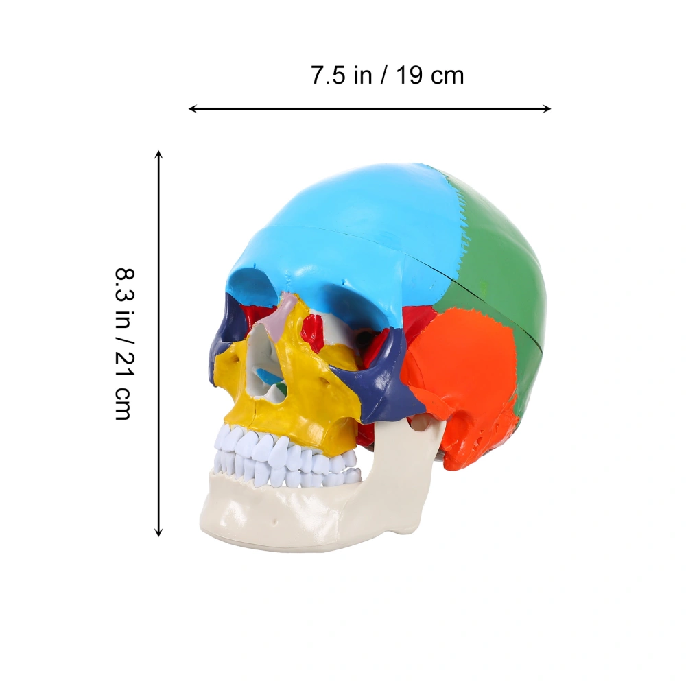 Medical Anatomical False Skull Model Skull Head Model Skull Anatomical Model