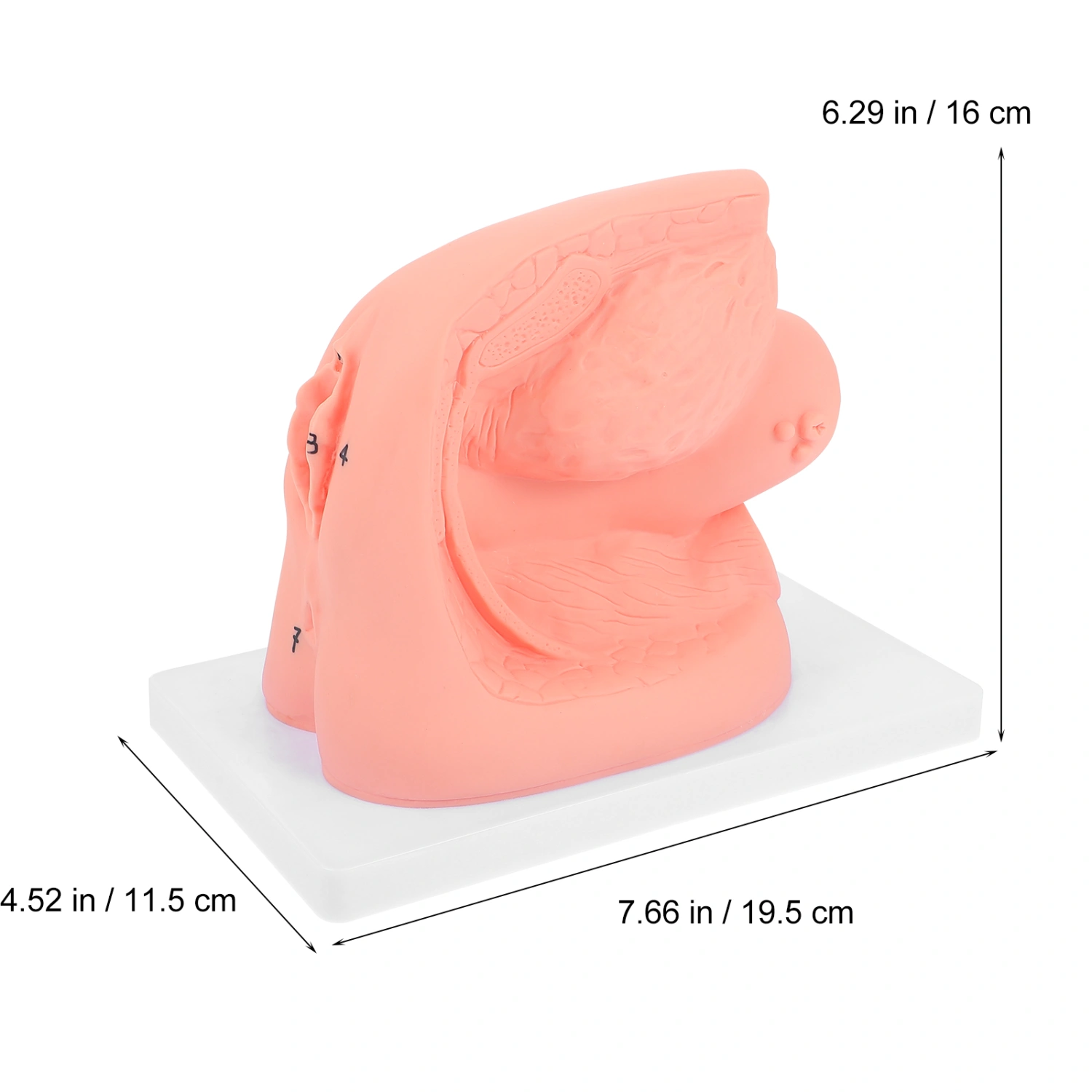 1 Pc Female Catheterization Model Internal and External Genital Anatomy Model