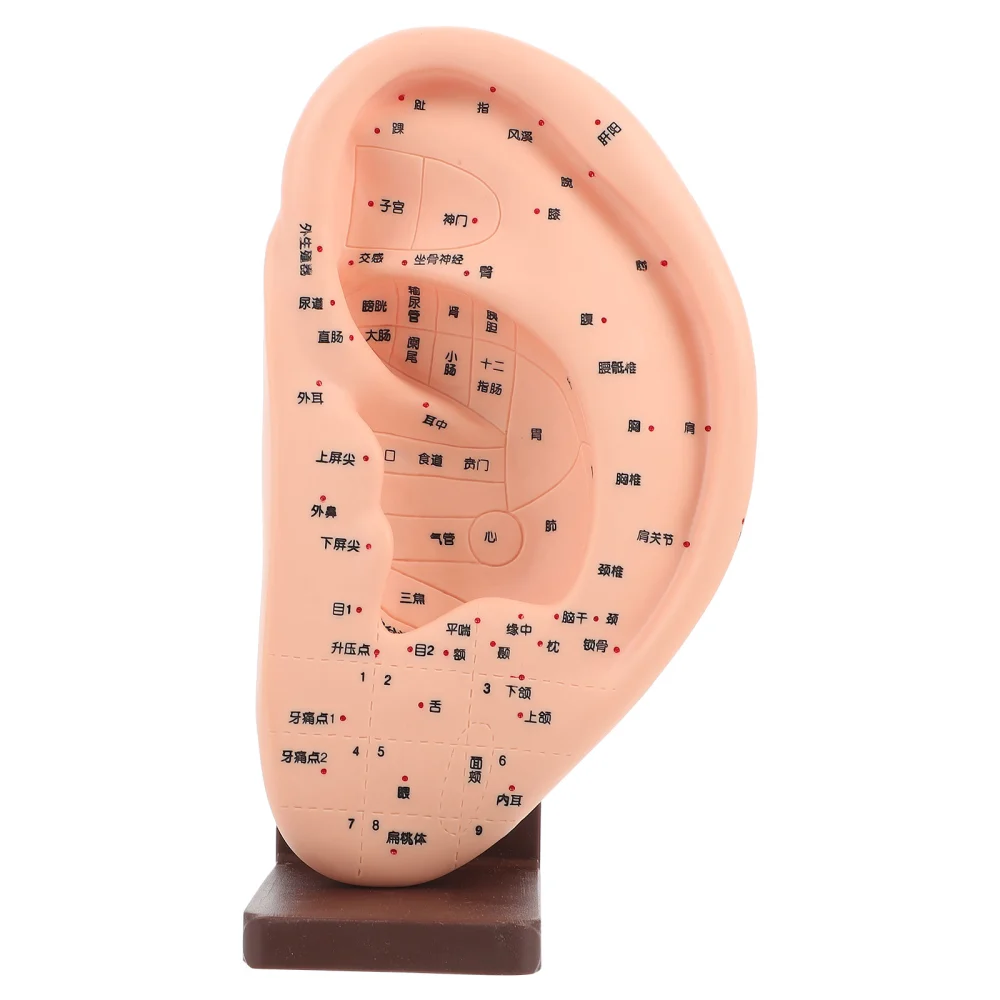 1pc Ear Massage Acupoint Model Ear Reflection Area Teaching Model with Base