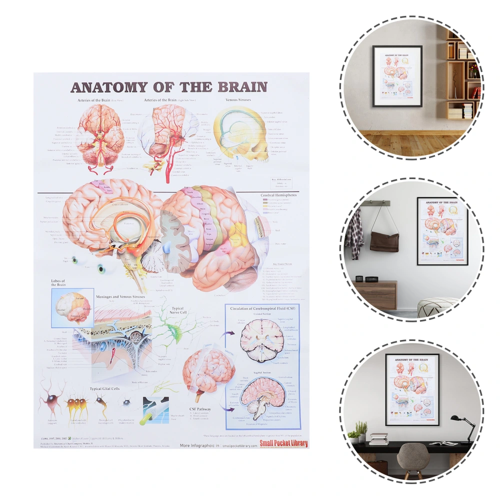 Human Anatomy Poster Brain Anatomy Poster Science Chart Printed Poster