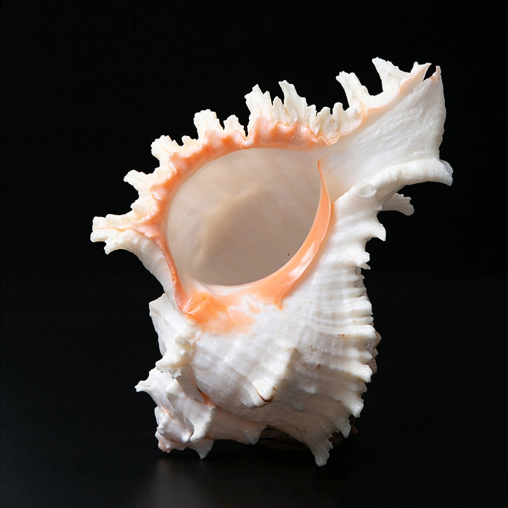 5 PCs 10-12cm Natrual Big Conch Home Decoration for Fish Tank Aquarium Miniature Landscape