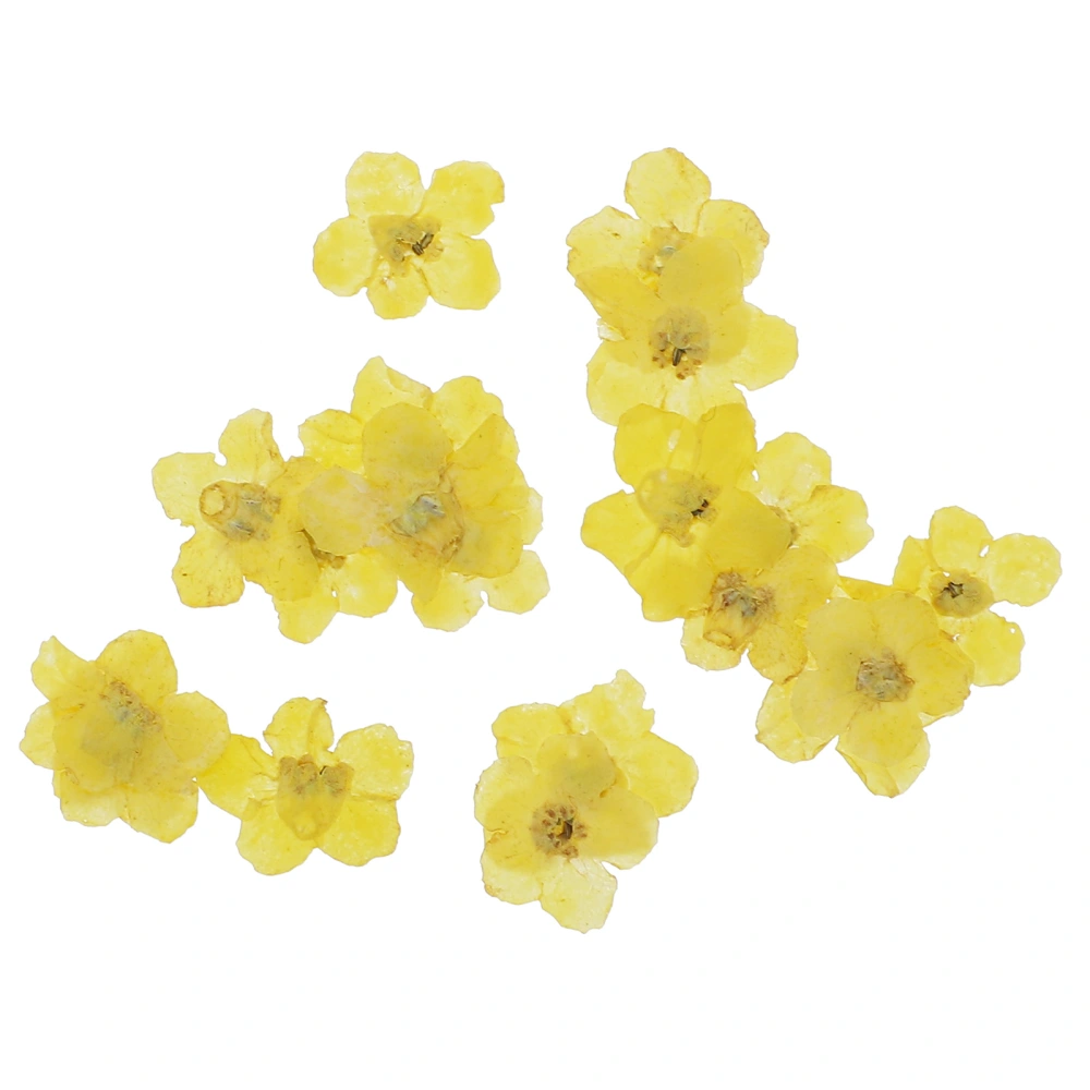 1 Set 20Pcs Dried Forget-me-not Pressed Flower Handmade DIY Makeup Nail Art Accessories