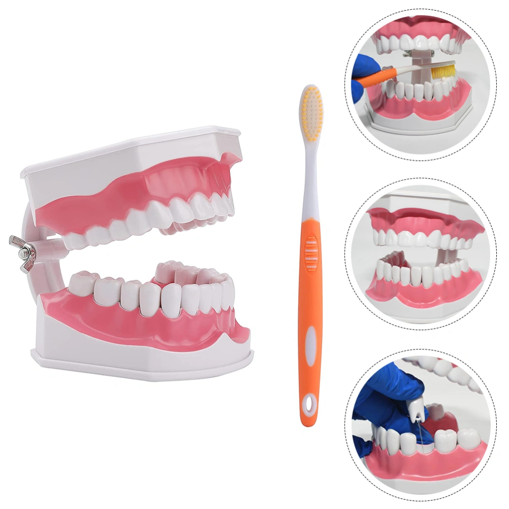 1 Set of Educational Dentistry Teaching Aid for Children Medical Teeth Model