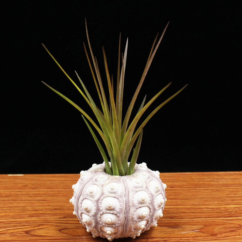 2PCS 4-7cm Diameter Lovely Natural Sea Urchin Pineapple Holder Pineapple Flower Pot  for Home Decoration Use