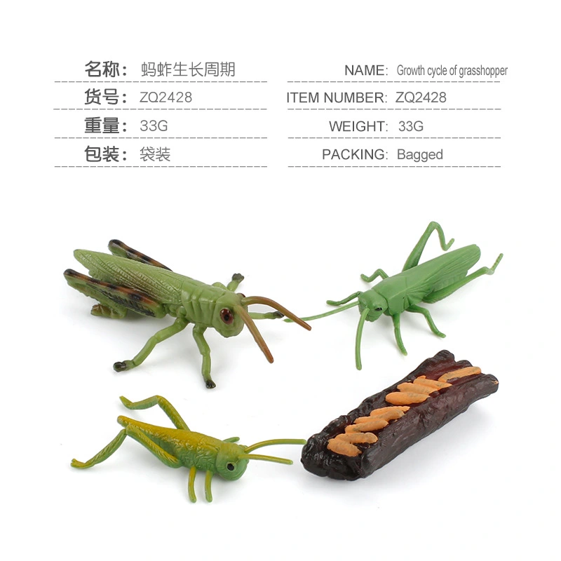 4Pcs Simulated Grasshopper Toys Animal Models Grasshopper Life Circle Models