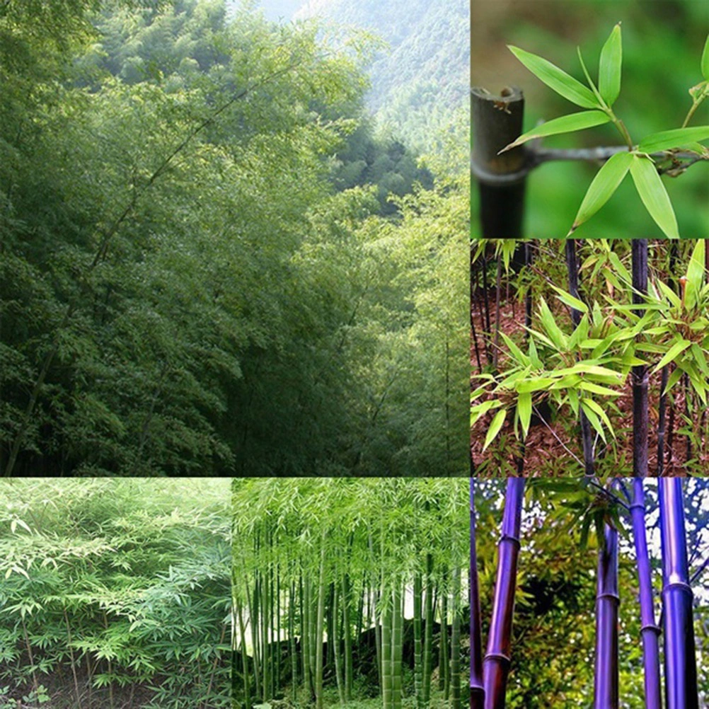 50Pcs Green Phyllostachys Pubescens Bamboo Garden Yard Plants Supplies