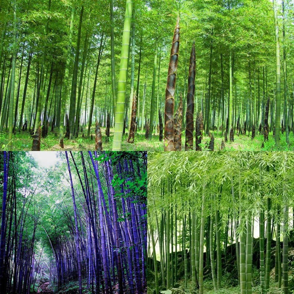 50Pcs Green Phyllostachys Pubescens Bamboo Garden Yard Plants Supplies