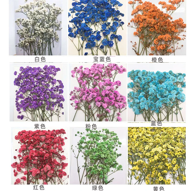 40Pcs Dried Flower Pressed Flower Material Preserved Flower Branches Decor Natural Dried Flowers