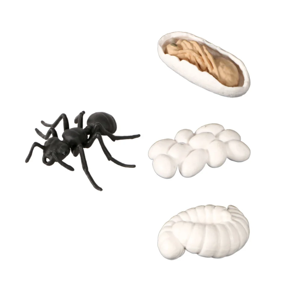 1 Set Ant Life Cycle Growth Adornment Display Ornament Craft Decoration for Friends Kids Family