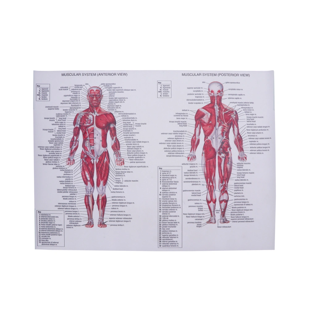 Human Muscular System Canvas Poster Anatomical Hanging Picture Room Decoration for Home School Hospital Restaurant (44x33cm)