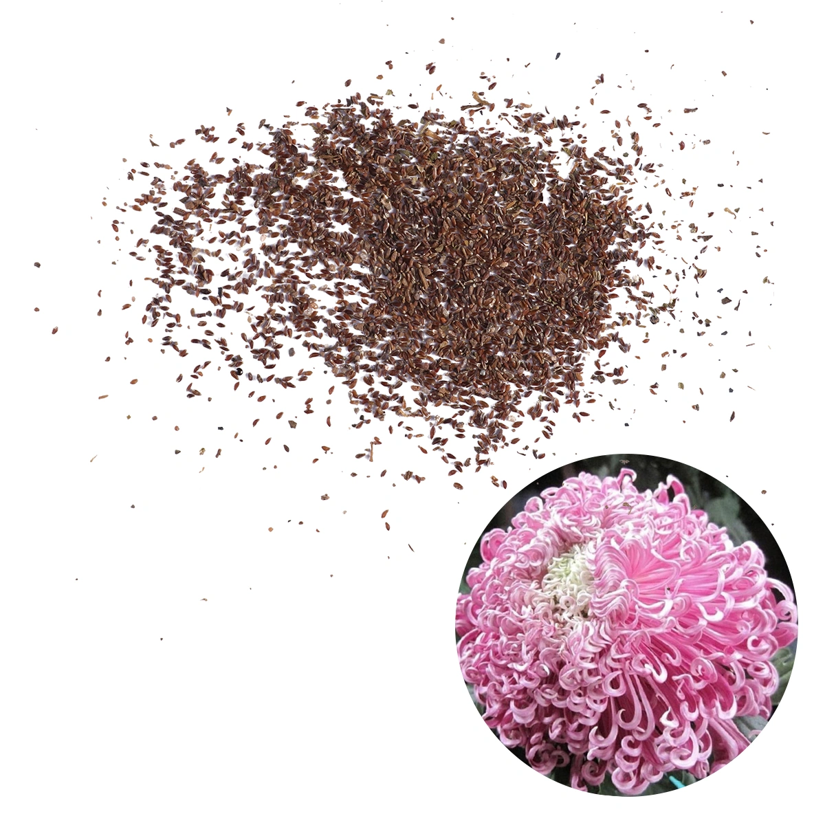 50pcs Garden Chrysanthemum Fragrant Flowering Plants for Indoor Outdoor Potted Plants Bonsai Home Garden Balcony - C02 (As Shown)