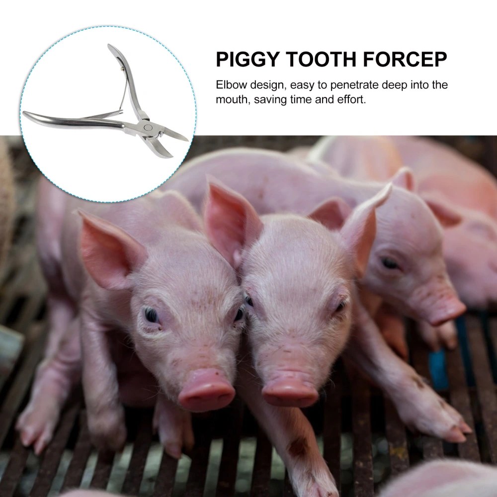 1Pc Stainless Steel Bend Head Piglet Teeth Cutter Pig Tooth Scissor for Farm