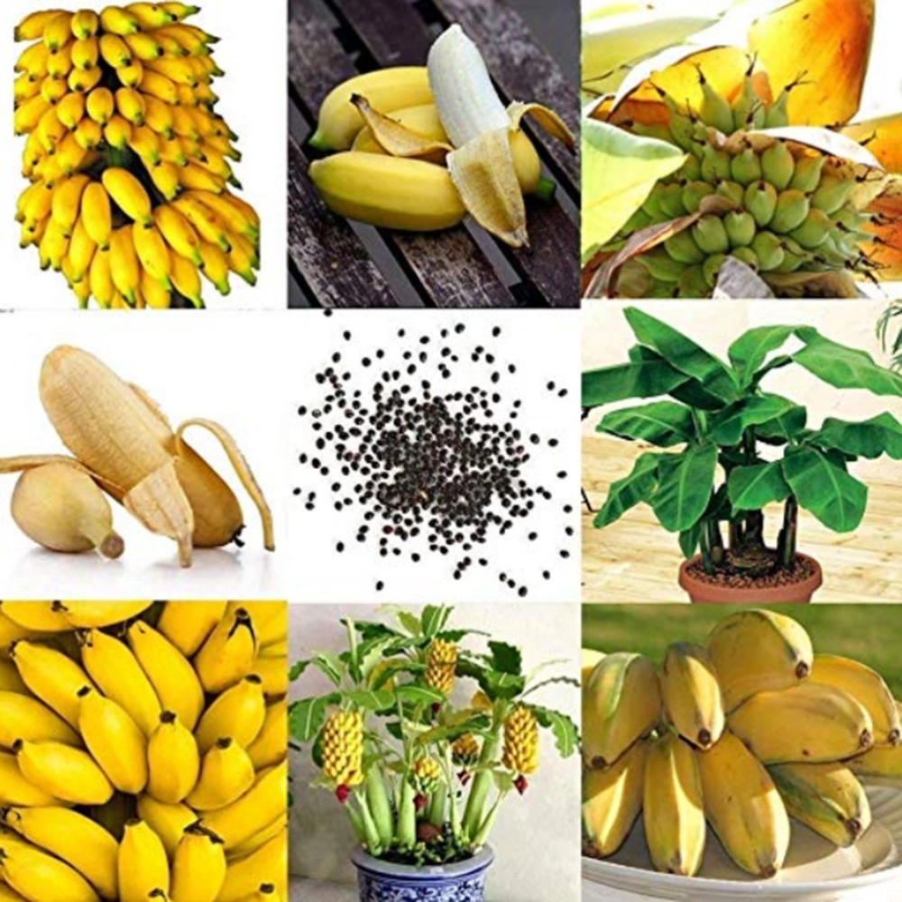 90pcs Banana Tree Seeds Mini Bonsai Fruit Seeds Home Garden Plants Seeds