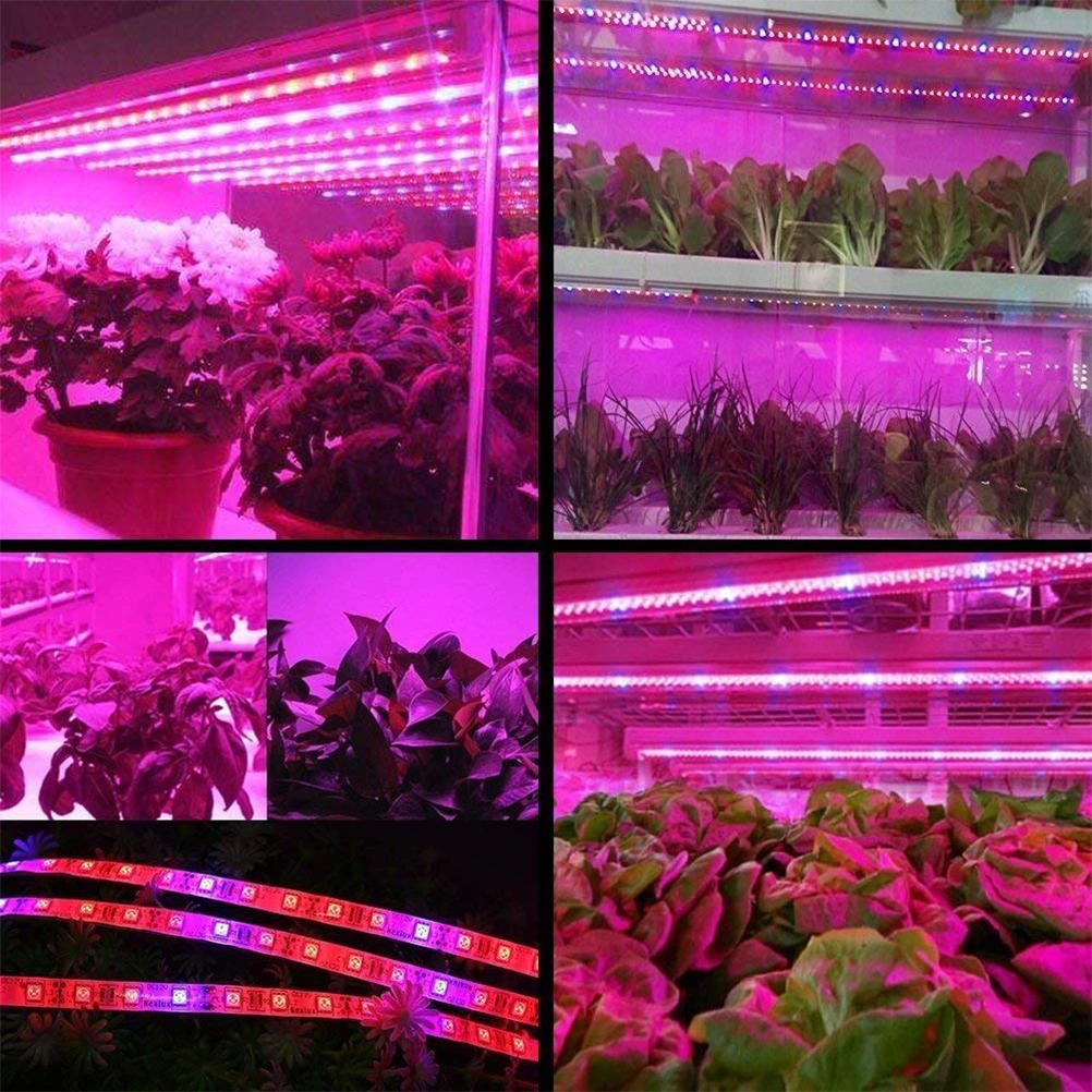 LED Plant Growth Light String 5050 SMD LED Light Waterproof Plant Light for Greenhouse