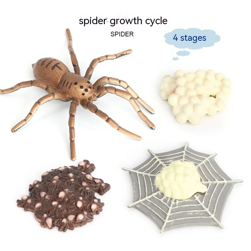 Simulation Animal Model Insect Growth Cycle Toy