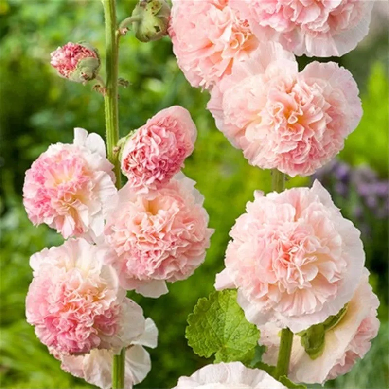 Double Petal Large Flower Seeds Of Mallow