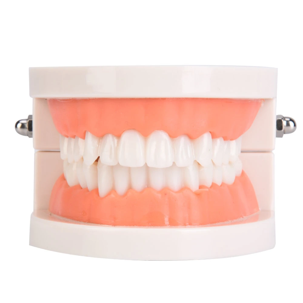 Oral Education Model Kindergarten Children Teeth Brushing Model Dental Laboratory Health Care Teeth Model