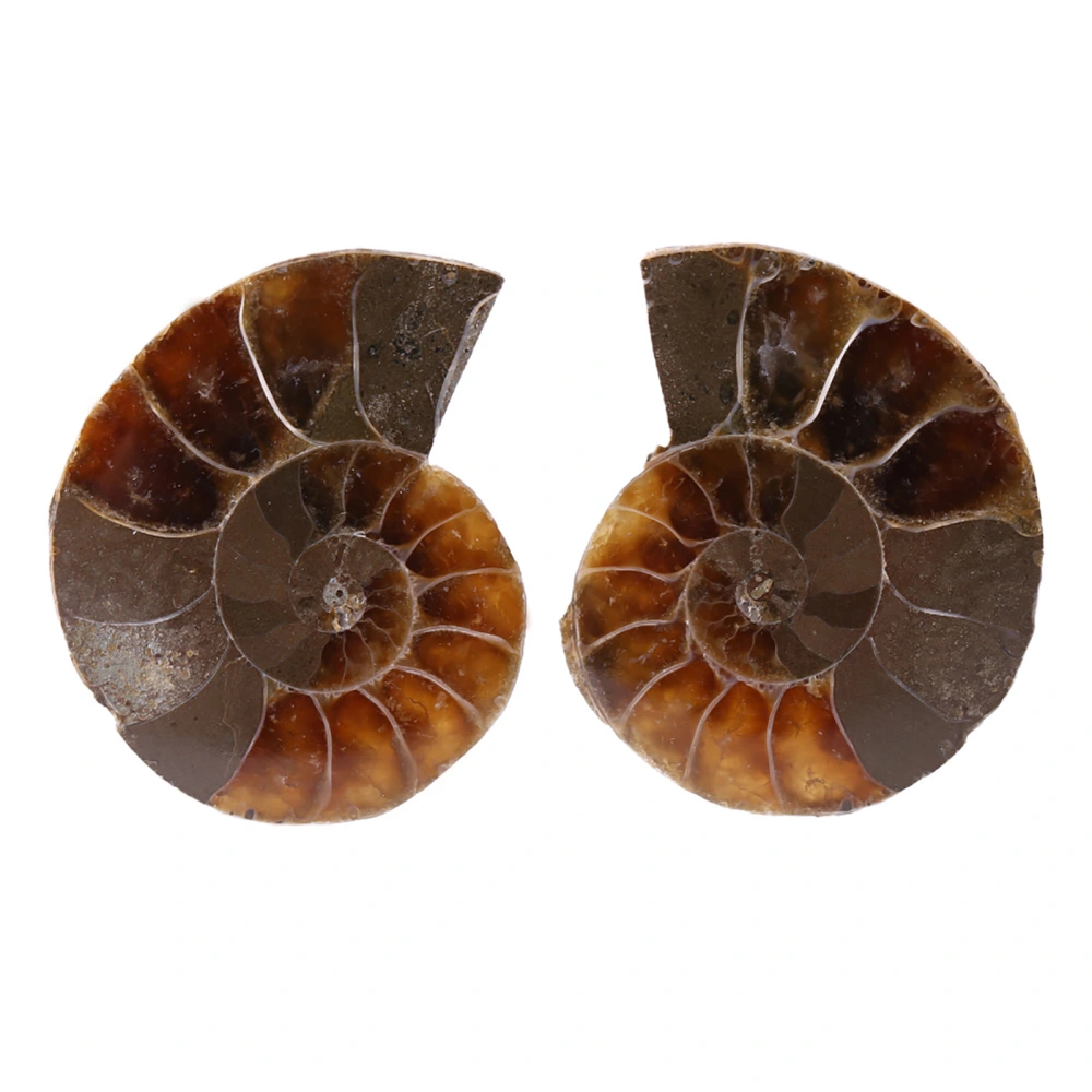 2Pcs Ammonite Fossil Specimen Shell Madagascar Natural Stones and Minerals(2CM)