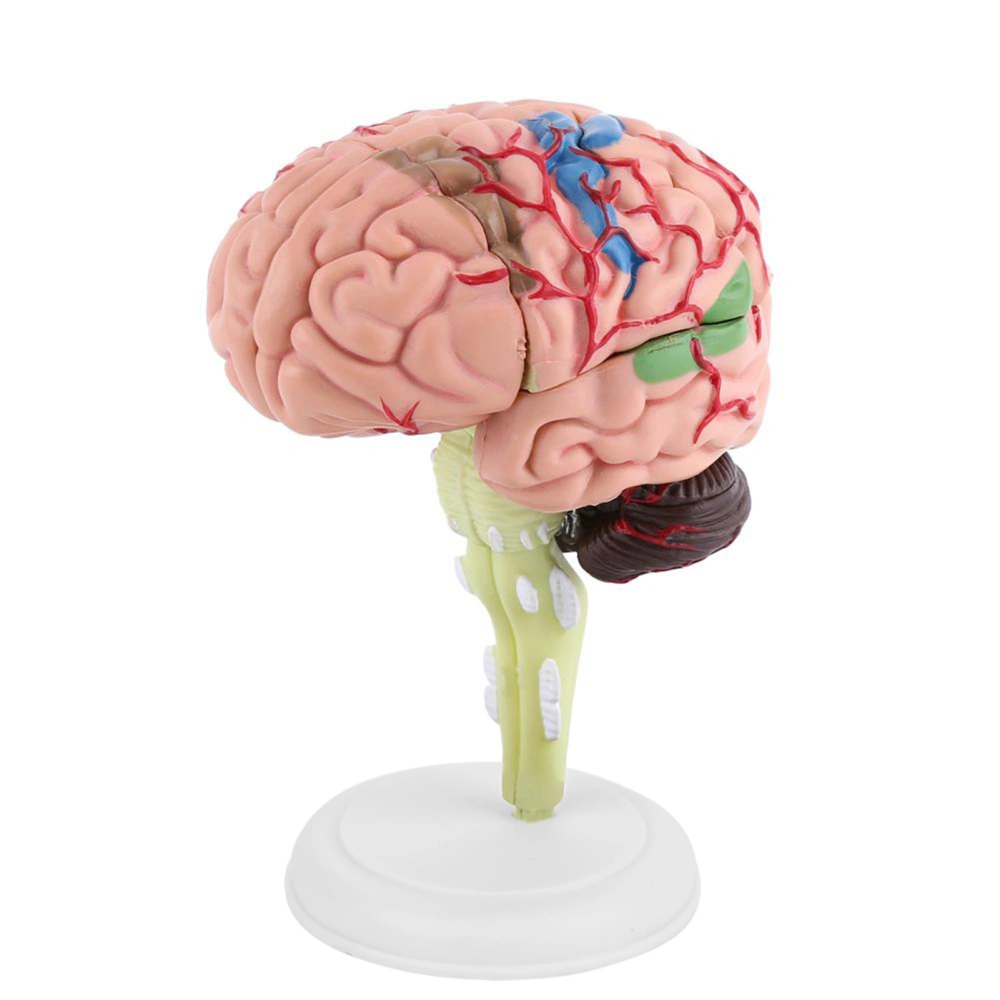 1pc Disassembled Anatomical Human Brain Model Medical Teaching Tool Toy