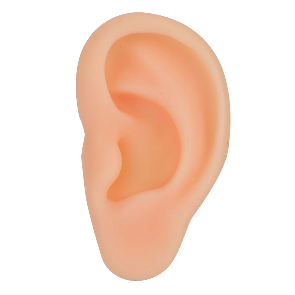 Professional Simulated Ear Model Acupuncture Practice Massage Teaching ToolLeft