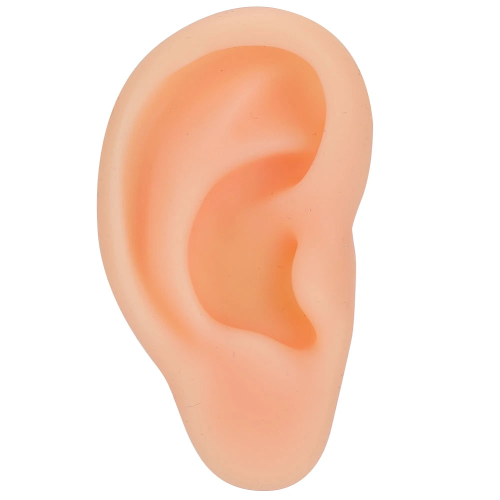 Professional Simulated Ear Model Acupuncture Practice Massage Teaching ToolRight