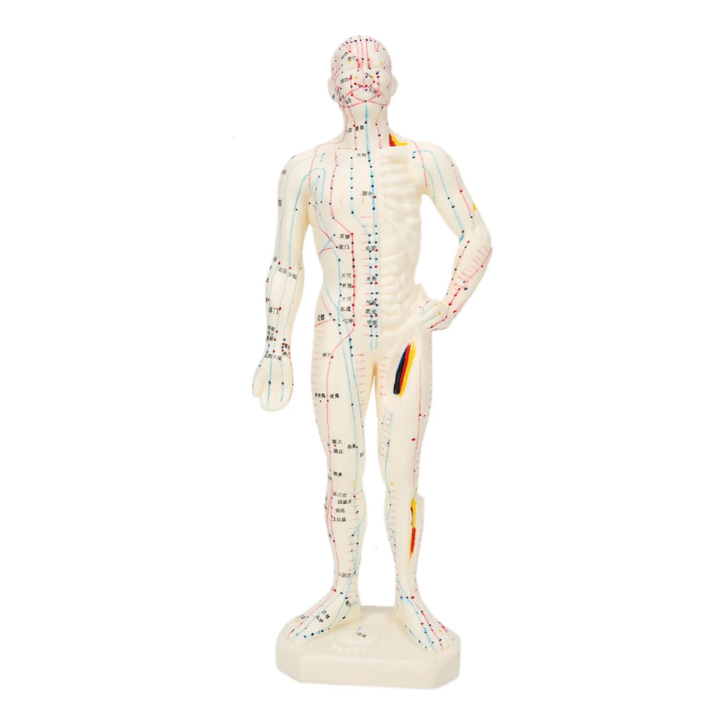 26cm Professional Unisex PVC Acupuncture Point Human Body Model Teaching Tool