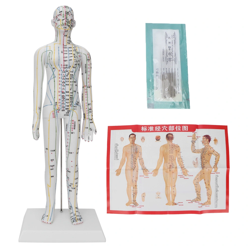 Teaching Acupuncture Meridians Model Women Acupuncture Model with Base Acupuncture Needle Set