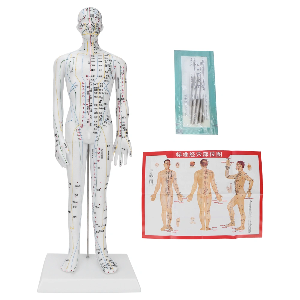 Male Acupuncture Model Teaching Acupuncture Meridians Model with Base Acupuncture Needle Set