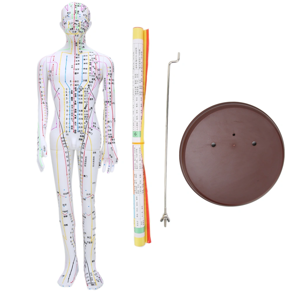 60cm Acupuncture Model Human Acupuncture Meridians Model with Base Acupuncture Needle Set