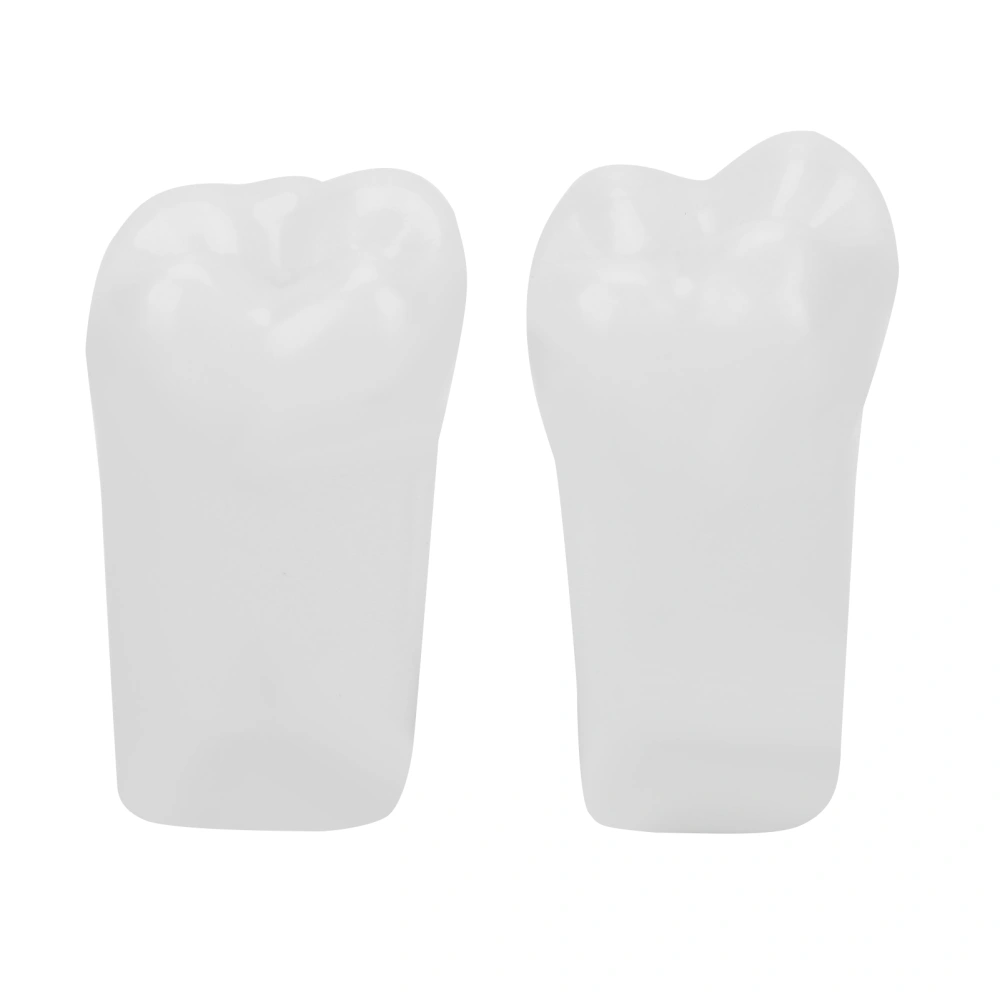 2pcs Tooth Model Highly Simulation Dental Tooth Model for Dentist Teaching Demonstration