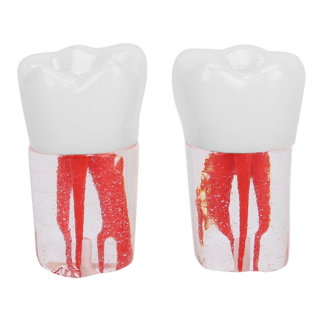 2pcs Root Canal Teeth Model Transparent Resin Simulation Dental Root Practice Teeth Model