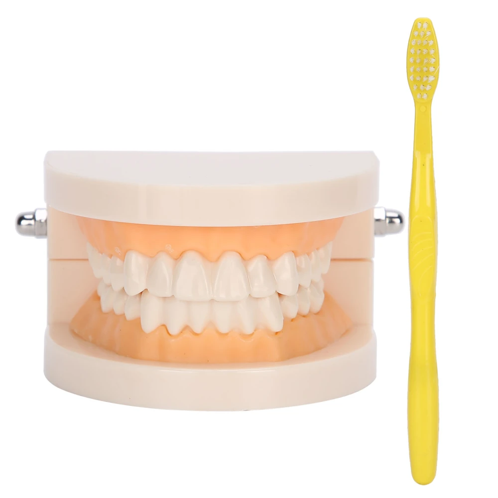 Dental Teaching Teeth Model Kids Dental Teaching Study Supplies Demonstration Teeth Model