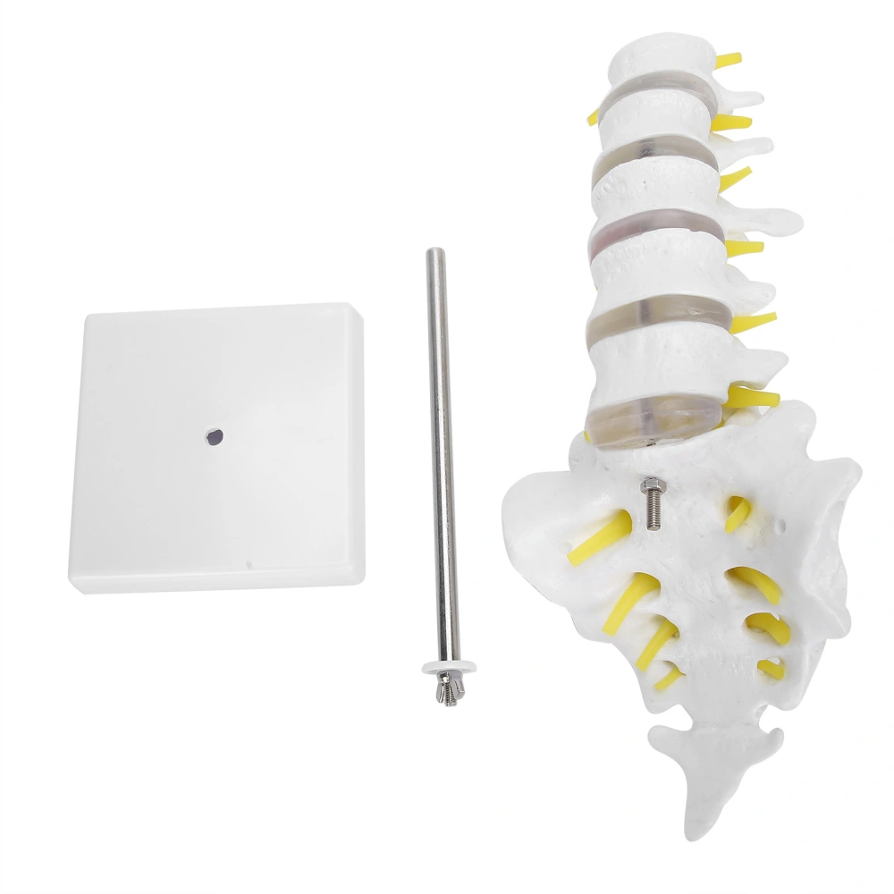 Human Lumbar Vertebral Model School Educational Teaching Model Tool Spine Model