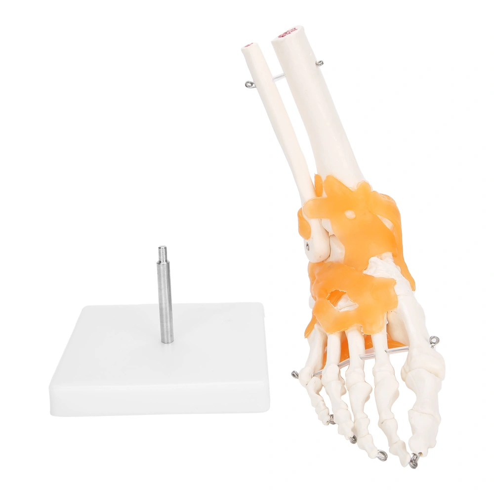 1:1 Human Foot Ankle Bone Skeleton Structure Model Foot Joint Model with Ligaments