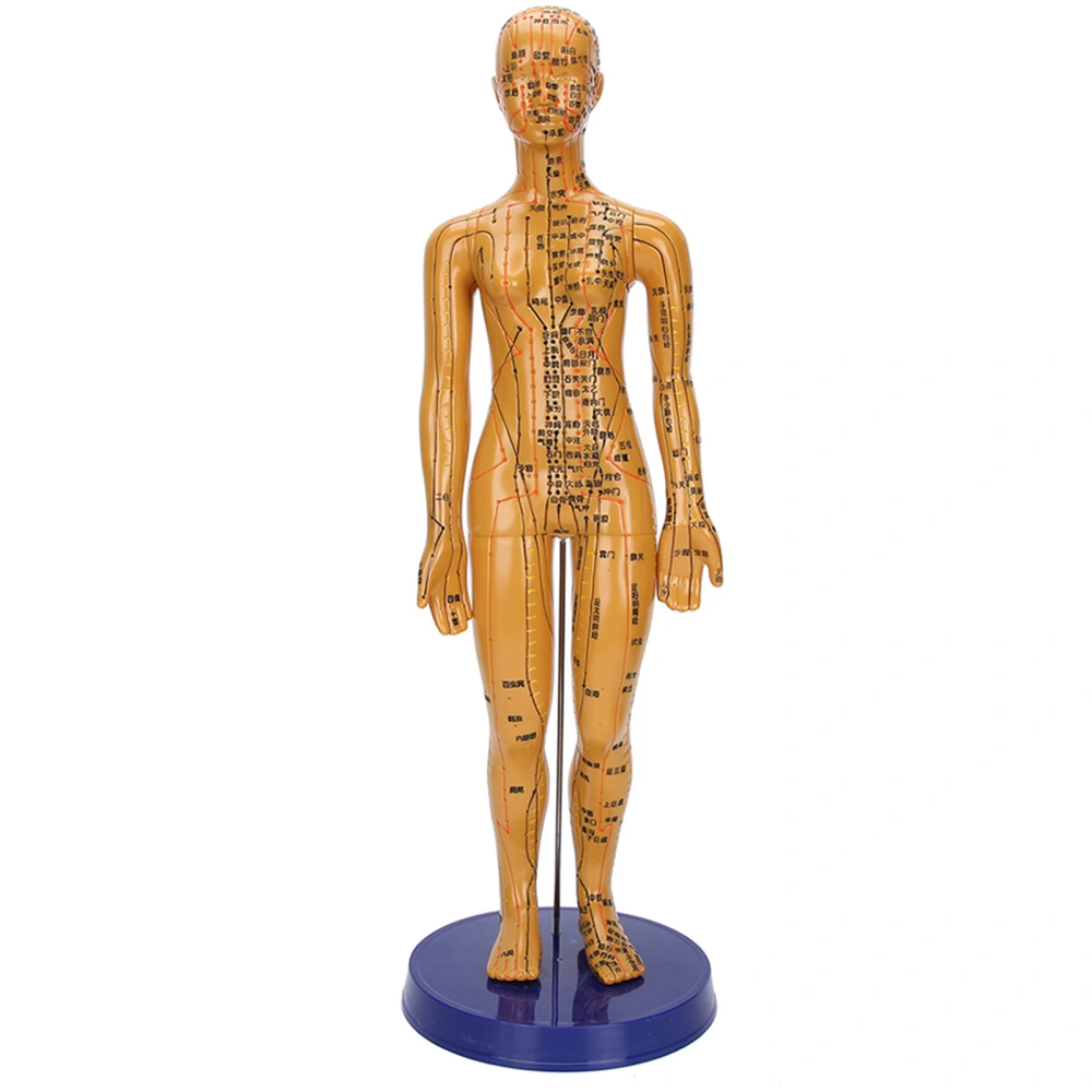 Female Male Human Body Acupuncture Model Copper Color Meridians Acupuncture Point ModelFemale Model