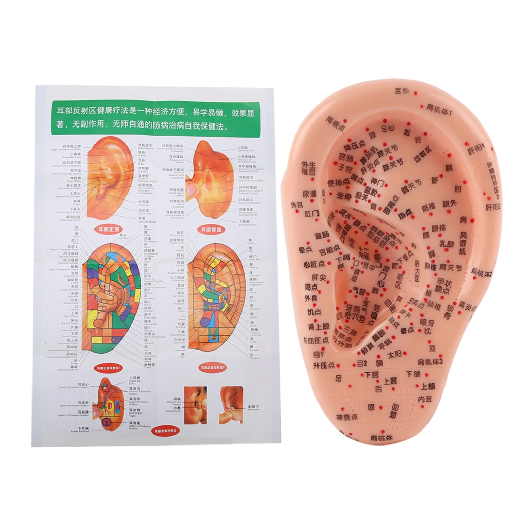 Human Ear Acupuncture Model with Acupuncture Points Ear Massage Model for Home Use