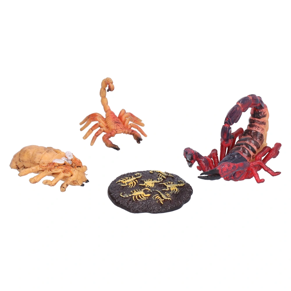 Scorpion Life Cycle Toys Kit Educational Insect Lifestyle Stages Toy Set for Kids#2