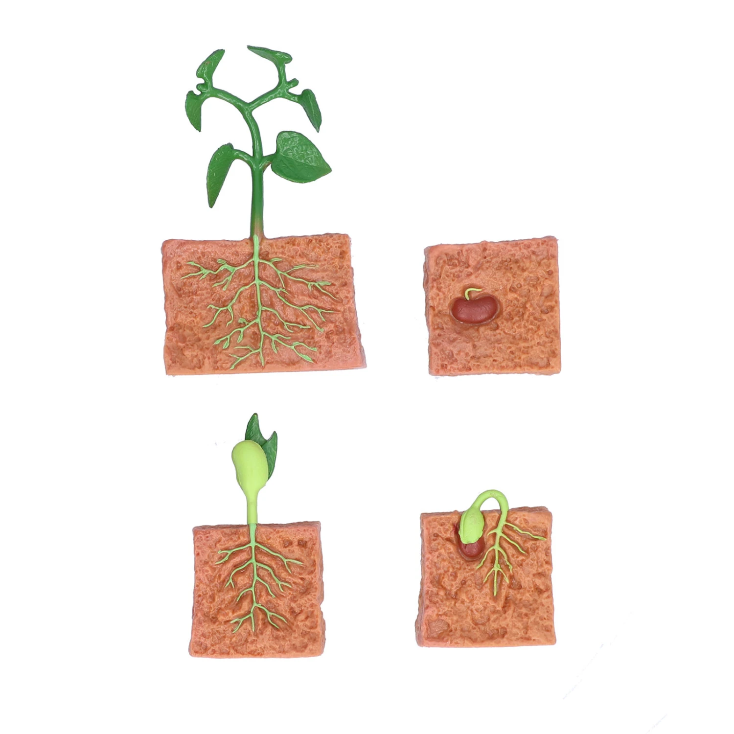 Plant Growth Cycle Toy Beans Growth Stage Model Educational Toy for School Kid Children