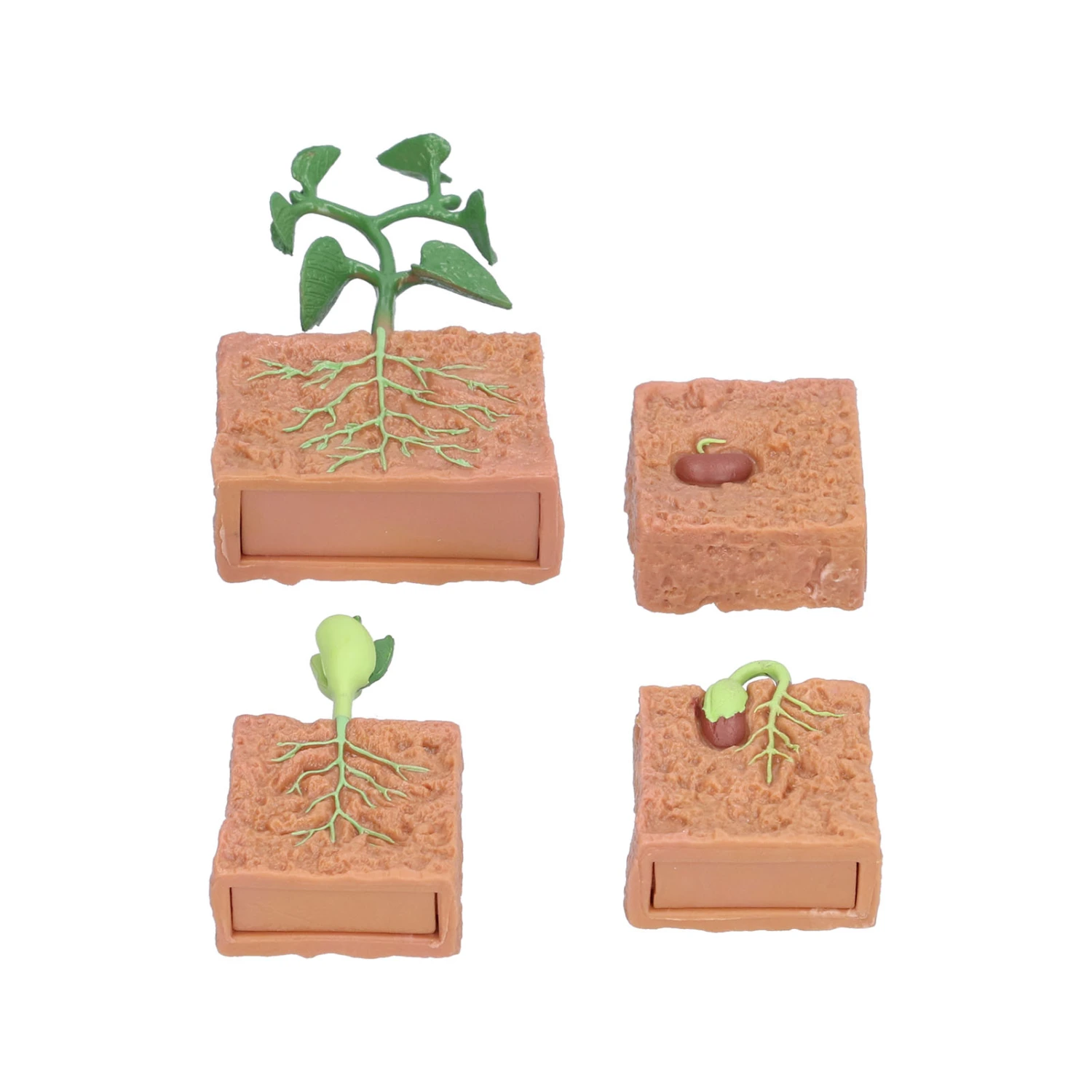 Plant Growth Cycle Toy Beans Growth Stage Model Educational Toy for School Kid Children