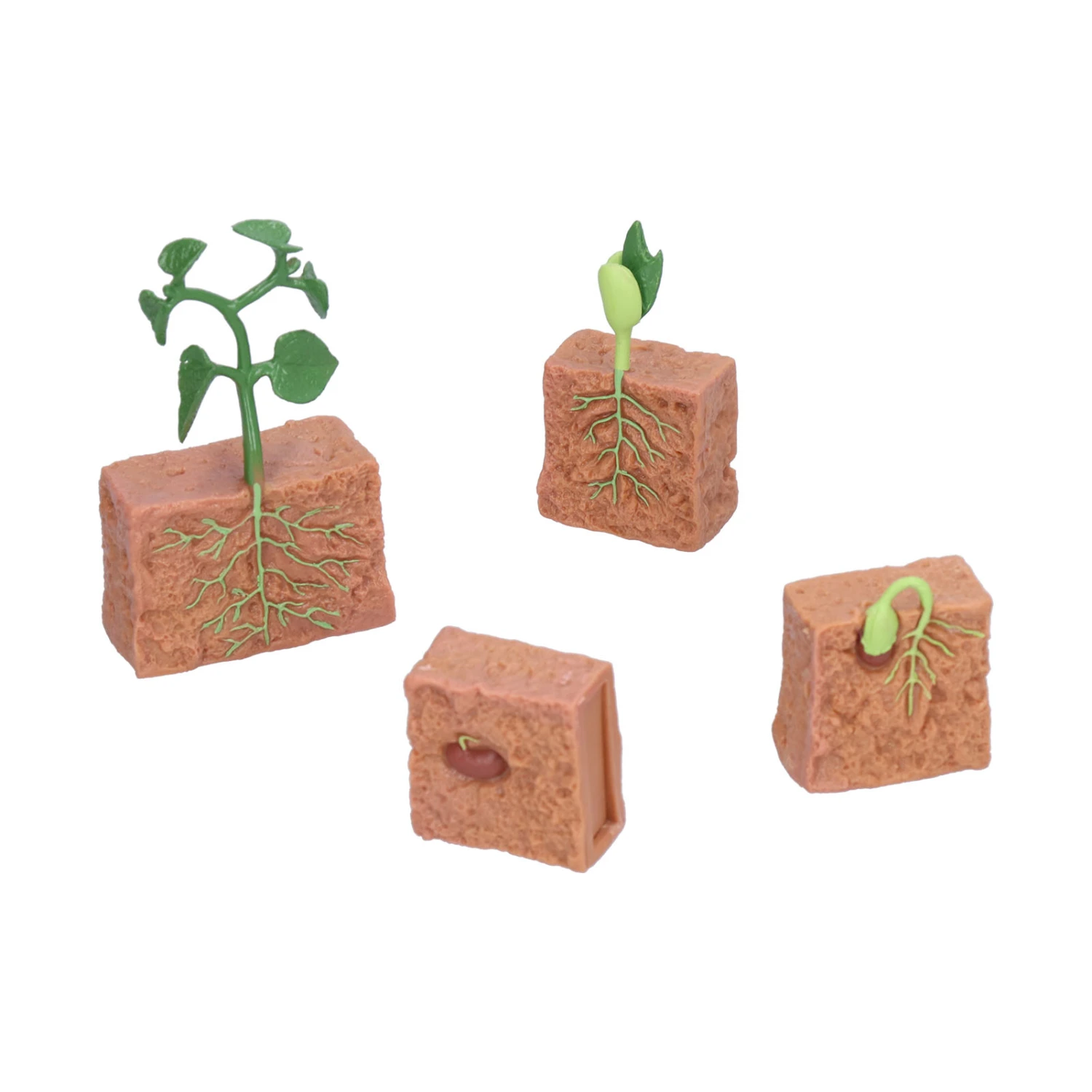 Plant Growth Cycle Toy Beans Growth Stage Model Educational Toy for School Kid Children