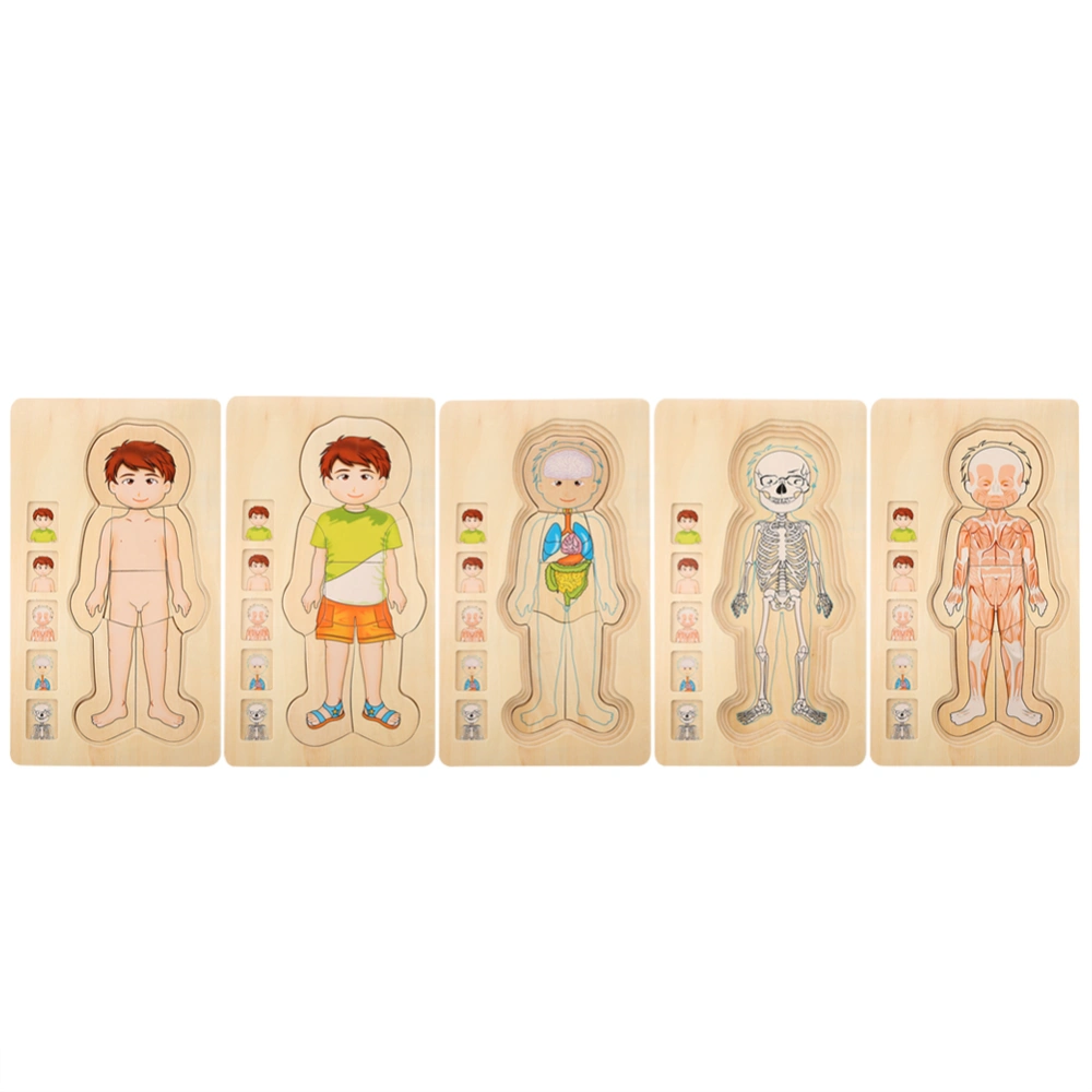 Wooden Human Body Structure Multilayer Brick Toy Early Educational Intelligent Toy(Boy)