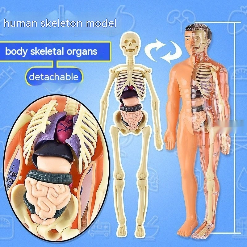 Human Organ Toy Model Simulation