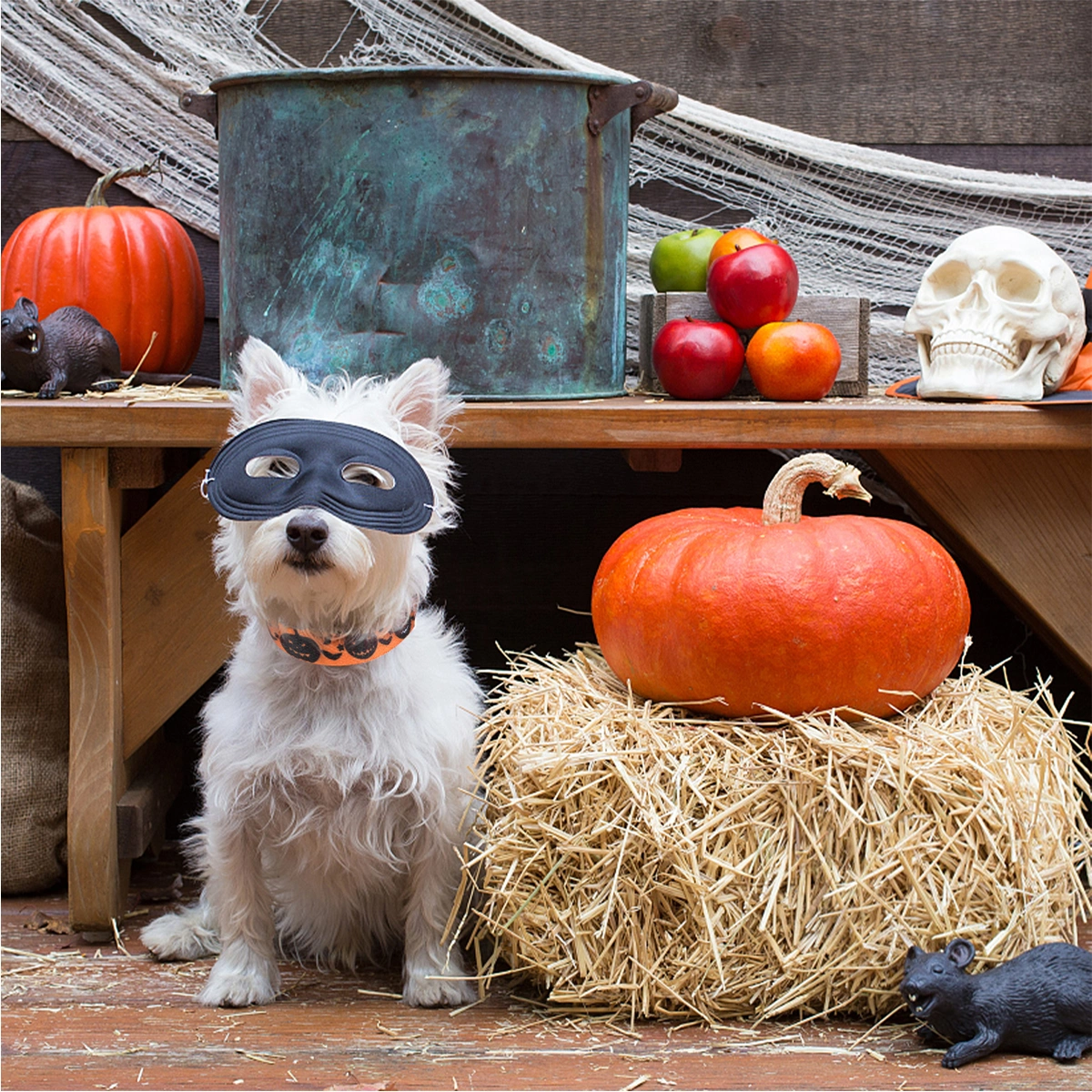 Dog Collar and Leash Adjustable Dog Pet Halloween Pumpkin Pet Harness Set
