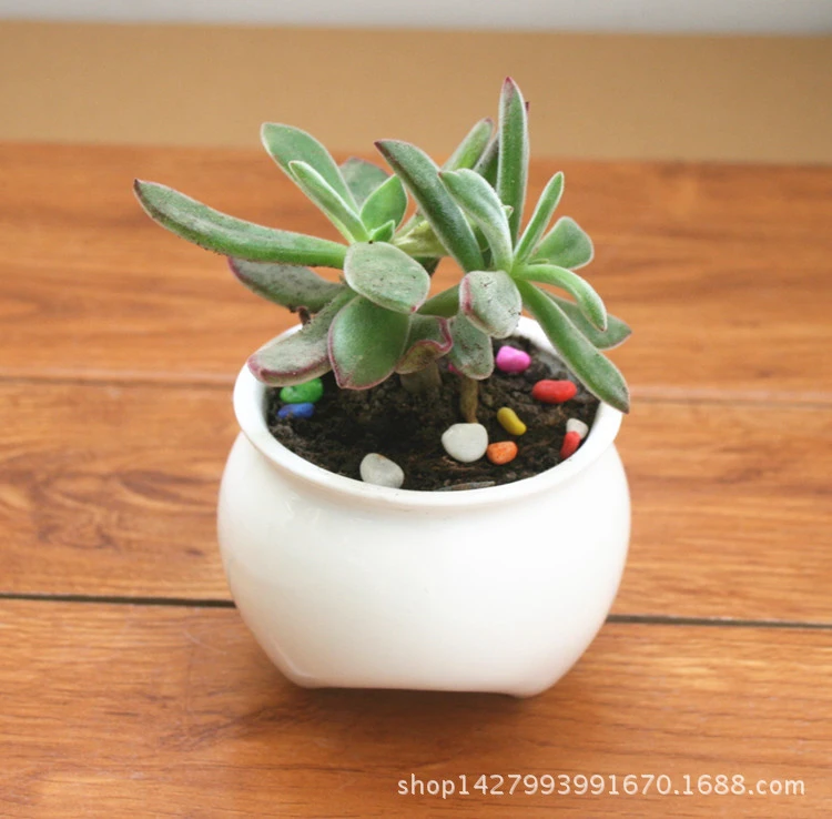 Home Succulent Flower Pot Ceramic Flower Pot Delicate Compact Flowerpot