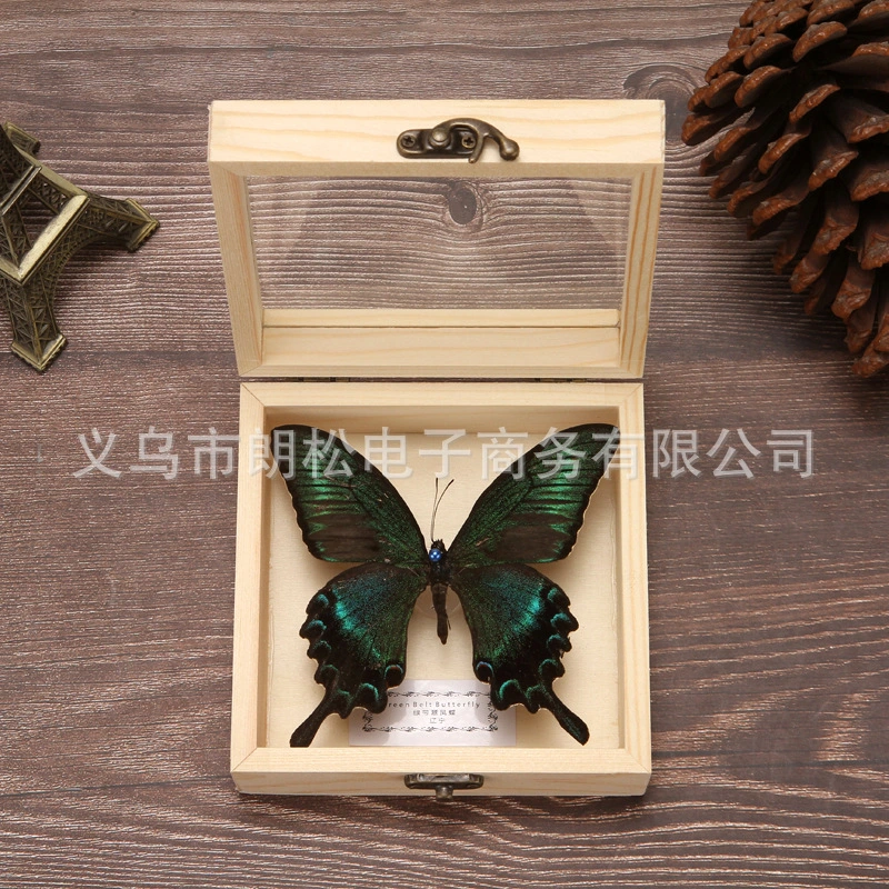 1 set of Butterfly Specimen with Wooden Box Handmade Insect Specimen Decor Photo Prop