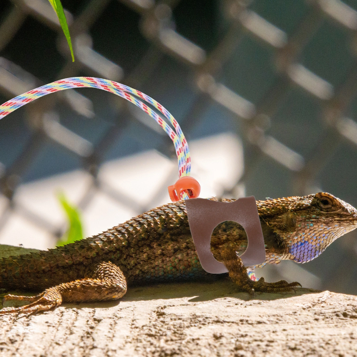 1 Set of Lizard Leash Bearded Dragon Leash Reptile Outdoor Leash Small Pet Leash