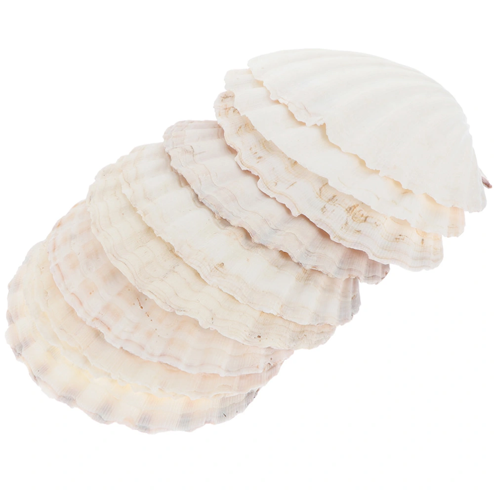 10pcs Natural Seashell Decorations Seashell Food Plate Jewelry Display Tray Fish Tank Shell Decoration