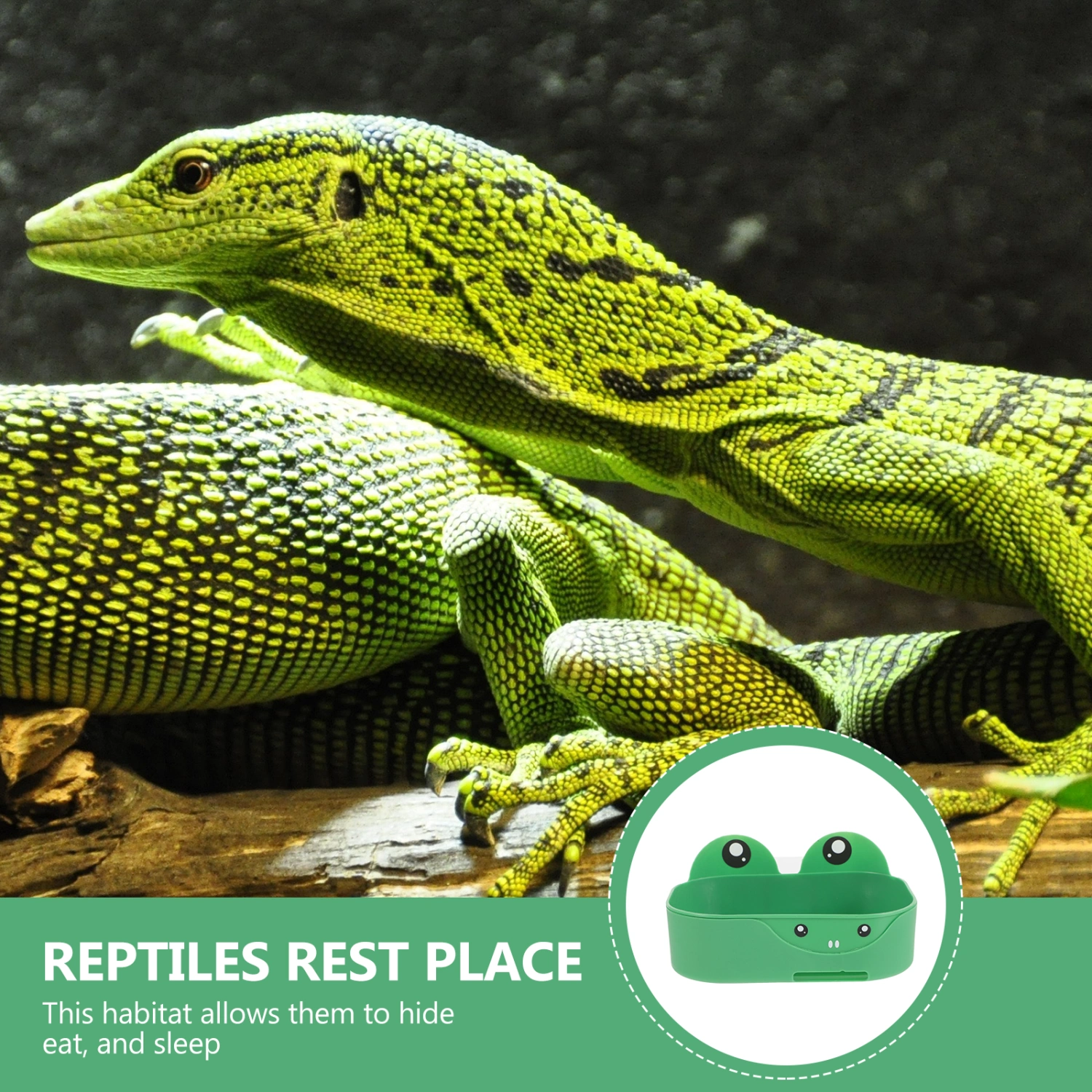 Reptile Pet Rest Habitat Frog Habitat Basin Double Layer Terrarium Tank Habitat