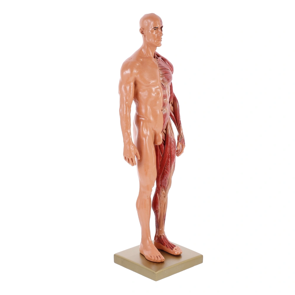 Body Anatomical Model Anatomy Teaching Tool Body Anatomy Model Art Model Figure