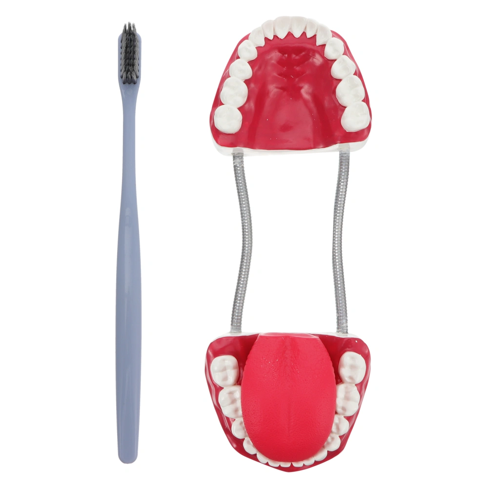 Plastic Teeth Model Teaching Study Demonstration Oral Education Tooth Model